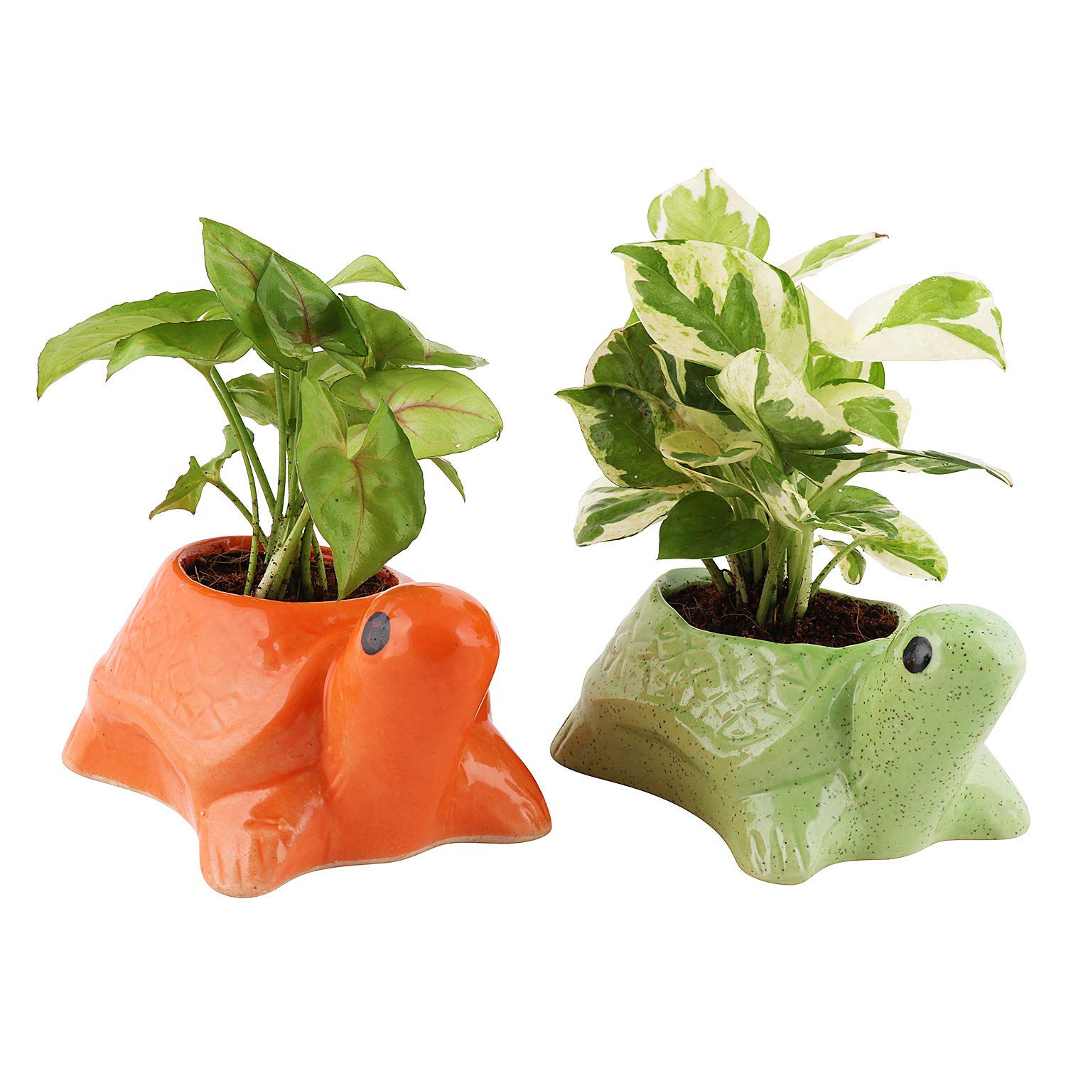 Leafy Tales Turtle Shape Ceramic Pot, Green, 4 Inch Size 1 pc