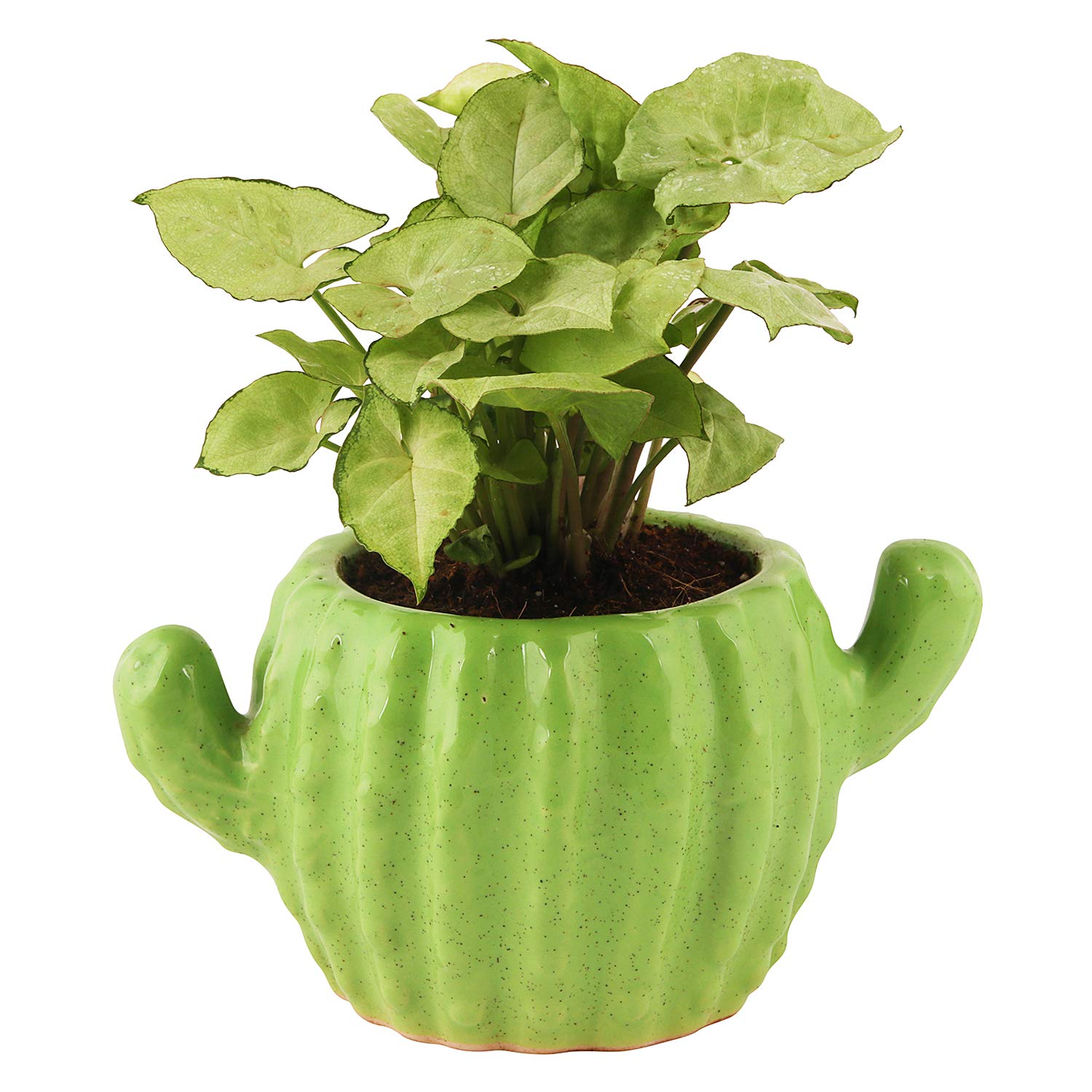Leafy Tales Ceramic Cactus Shape Planter, Small Size - 1 pc, Olive, Medium