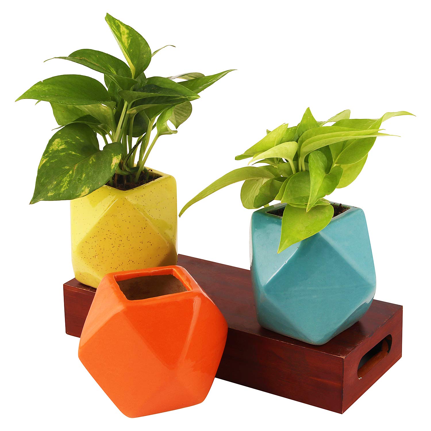 Leafy Tales Set of 2 - Polygon Shape Ceramic Pot, Pot only, | Multicolor, Polygon - 2 (Polygon - 2)