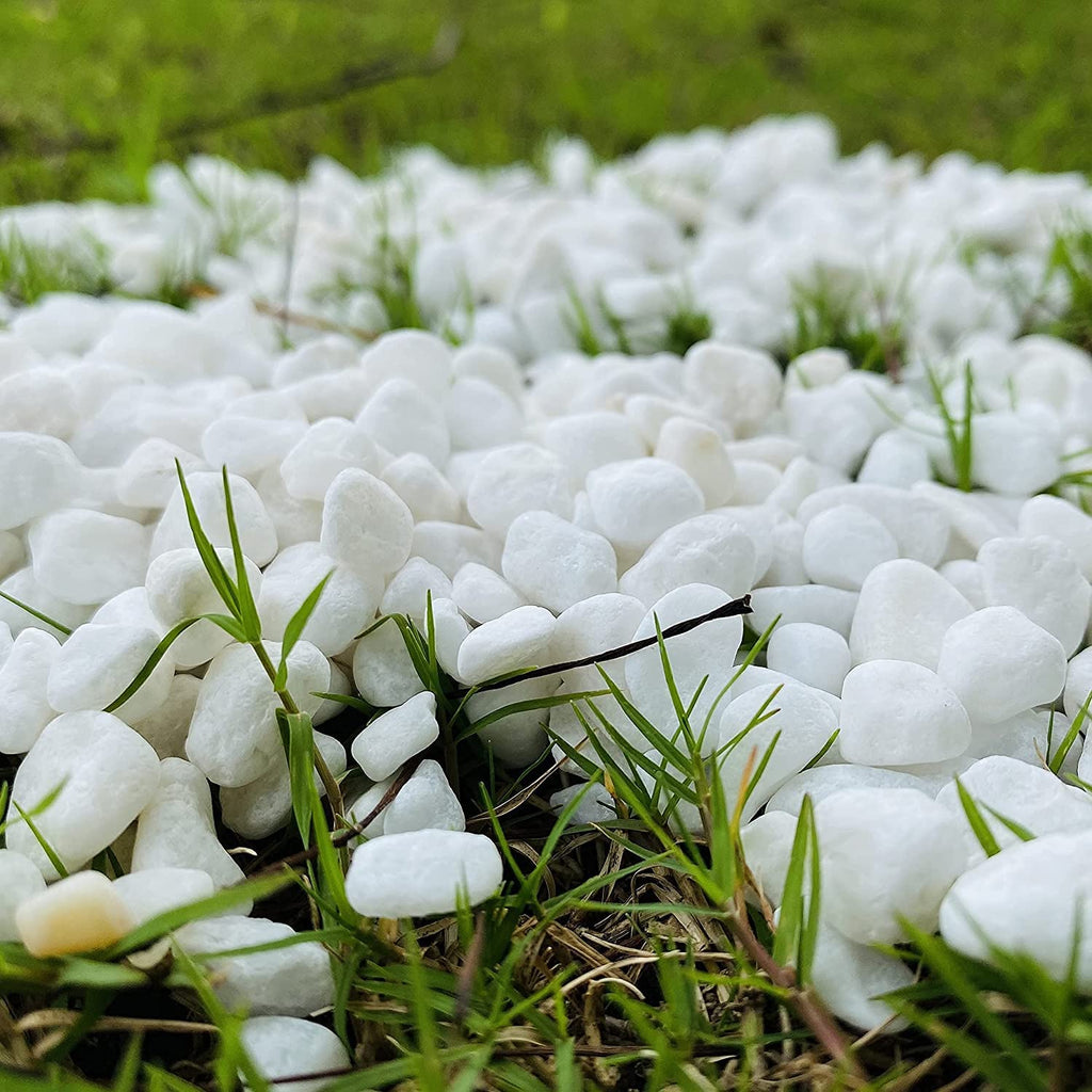 Leafy Tales White Polished Marble Stone Pebbles for Home & Garden Decoration| White Polish 2 Kg