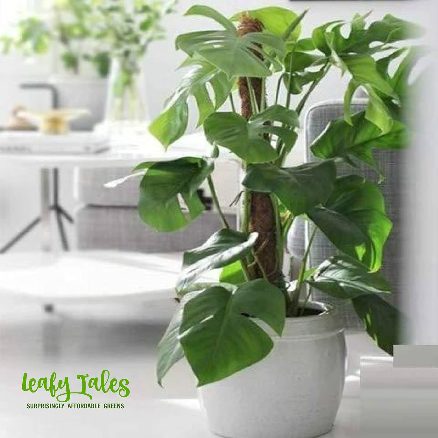 Leafy Tales Plant Support Moss Stick- Green Grass Pole for Plants Support, Support Stick for Money Plant, Climbing Indoor Plants(3 ft, Set of 6)