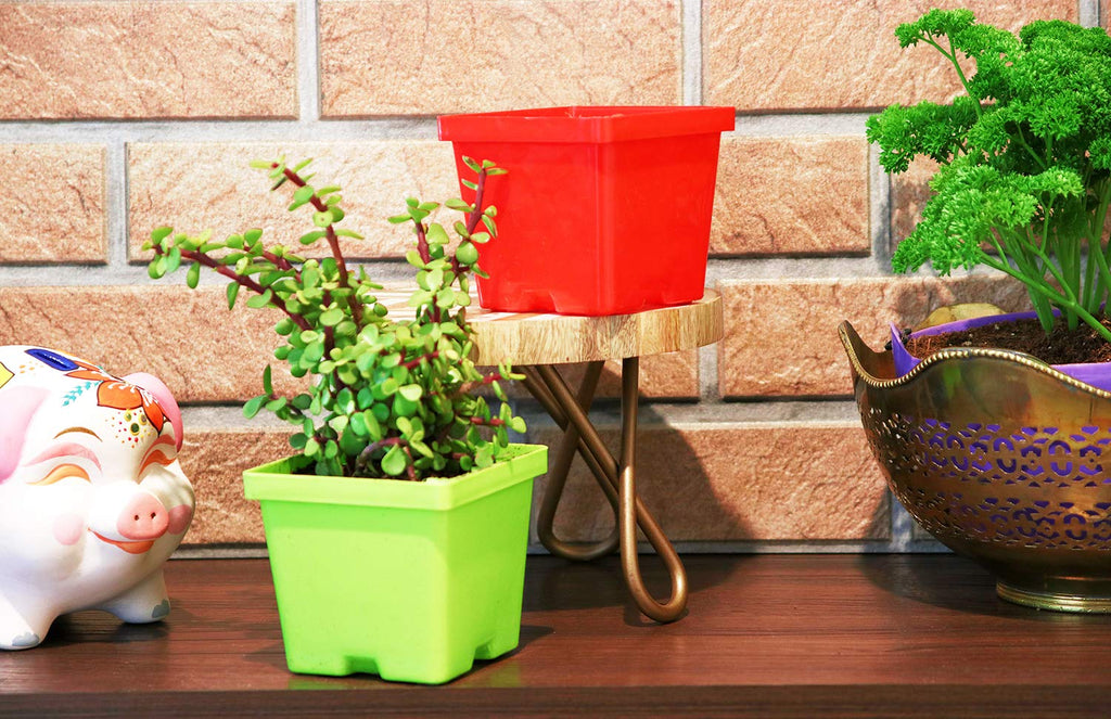 Leafy Tales Plastic Square Pots, Multicolor 9.5 x 10.5 x 8 cm 5 Piece, Small