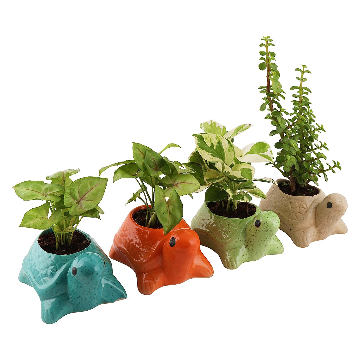 Leafy Tales Turtle Shape Ceramic Pot, Aqua, 4 Inch Size 1 pc