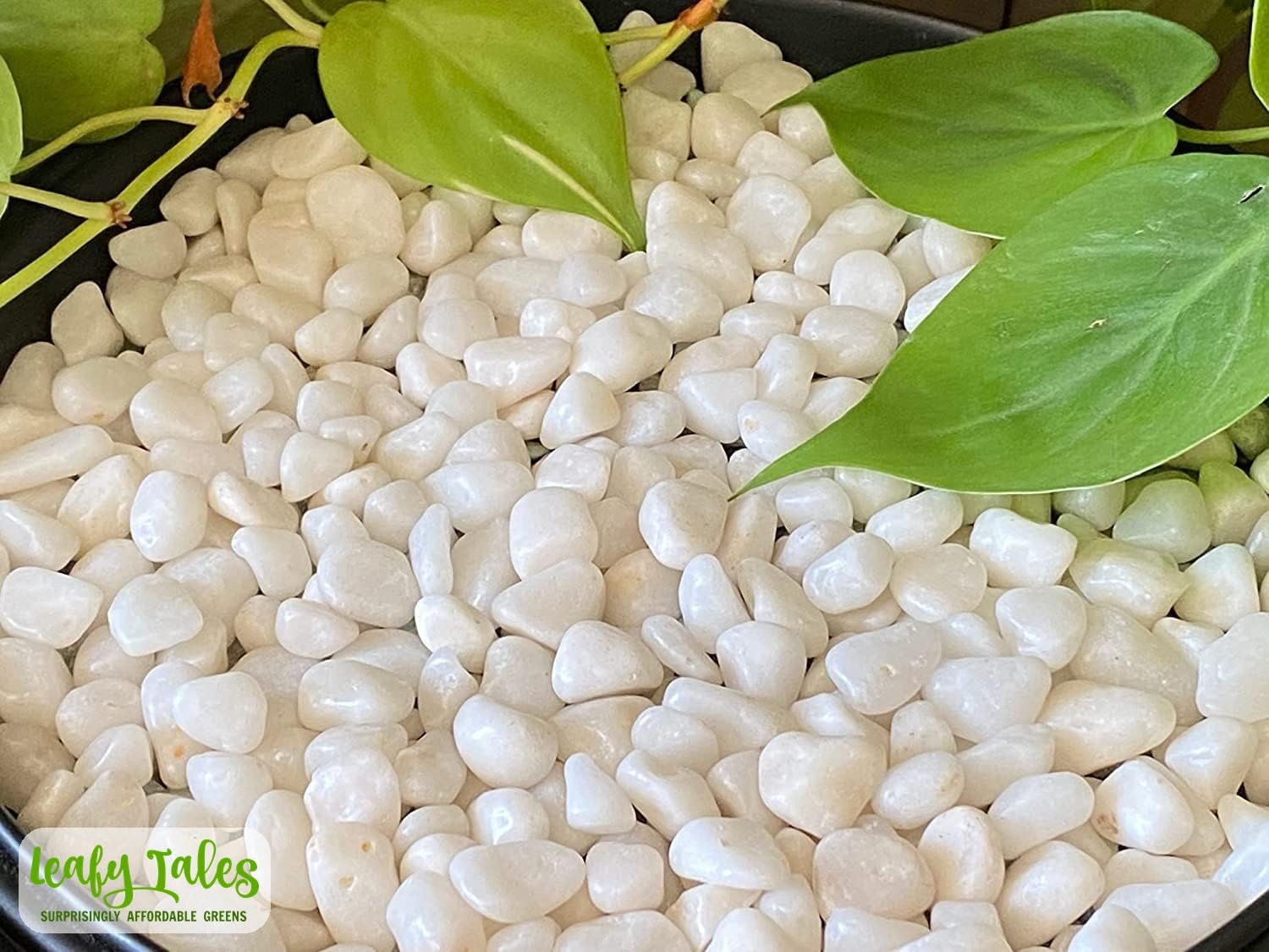 Leafy Tales White Polished Marble Stone Pebbles for Home & Garden Decoration|Plants & Pots|Art & Craft|Aquarium Vase Filler | White Polish 500 GMS