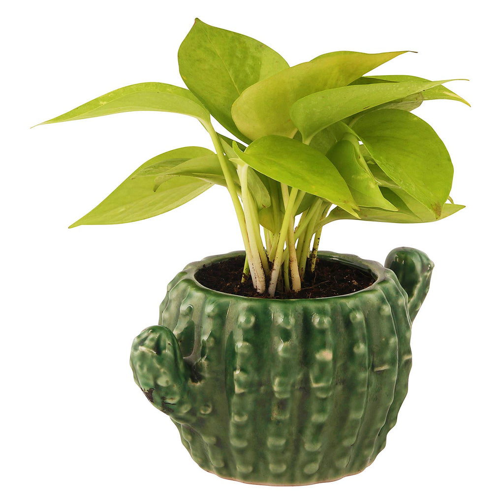 Leafy Tales Ceramic Cactus Shape Planter, Small Size - 1 pc, Olive, Medium
