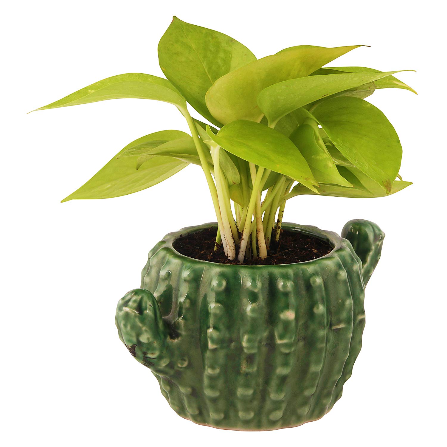 Leafy Tales Ceramic Cactus Shape Planter, Small Size - 1 pc, Olive, Medium