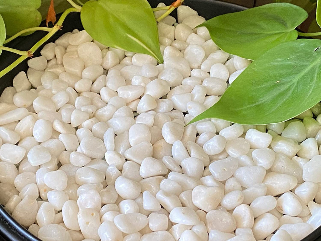 Leafy Tales White Polished Marble Stone Pebbles for Home & Garden Decoration| White Polish 2 Kg