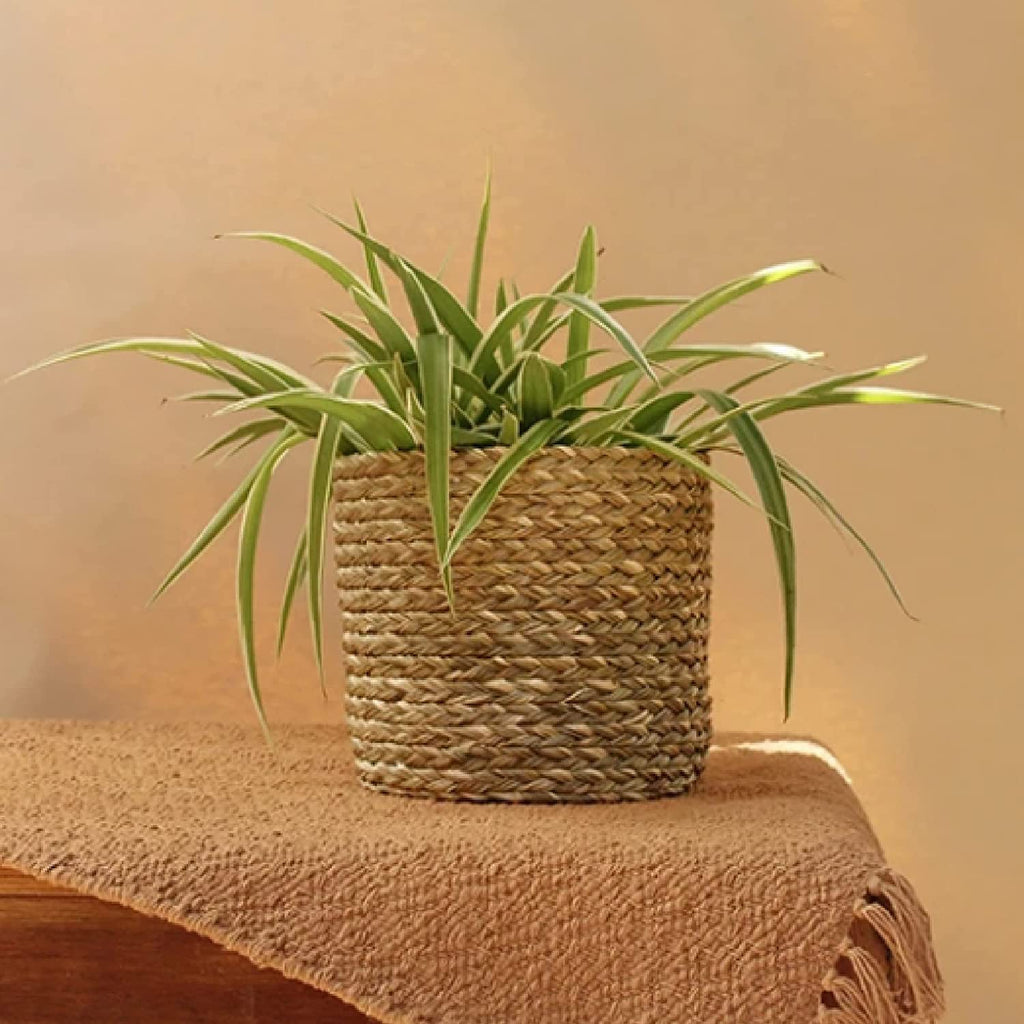 Leafy Tales HandWoven Round Pot Bag in Natural Jute - Plant Bag for All Plants, Indoor Outdoor Plant Sack (Set of 4) (Beige) (6x6 inches)