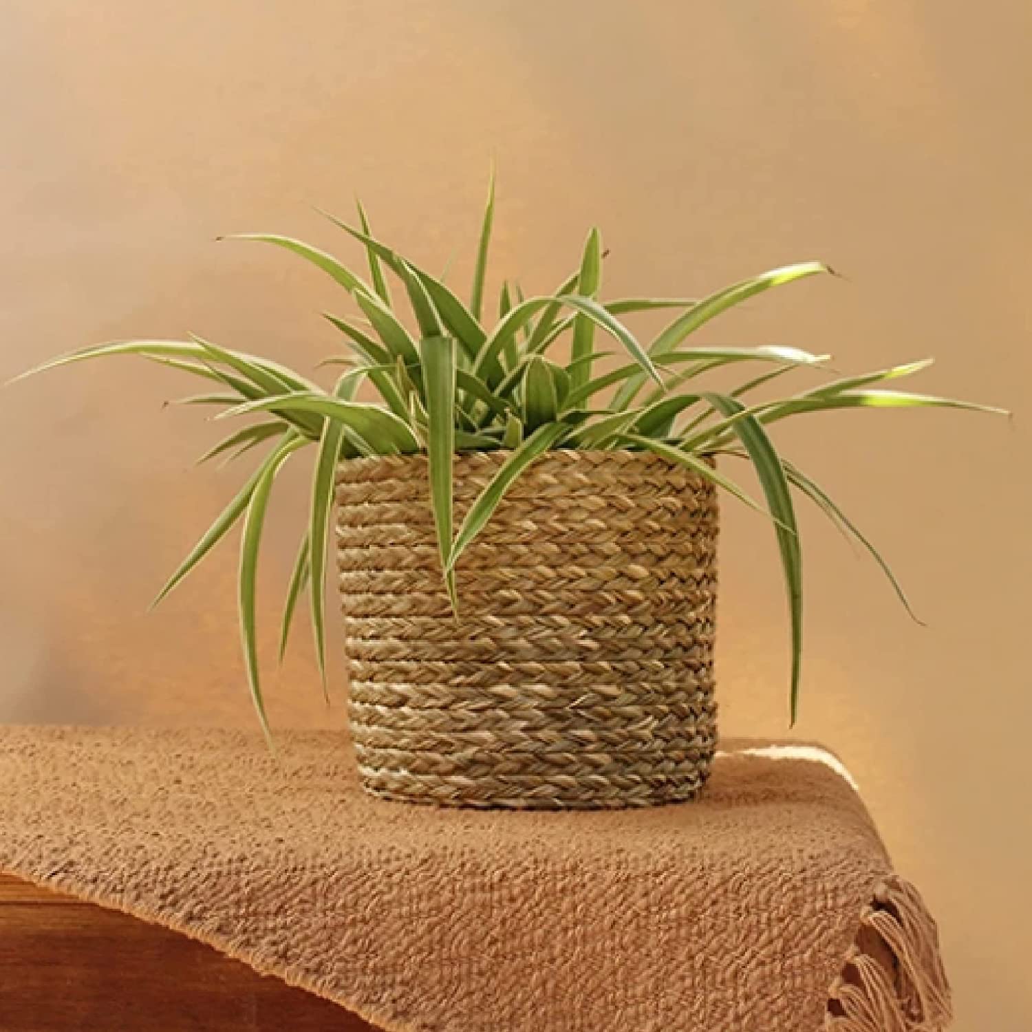 Leafy Tales HandWoven Round Pot Bag in Natural Jute - Plant Bag for All Plants, Indoor Outdoor Plant Sack (Set of 4) (Beige) (6x6 inches)