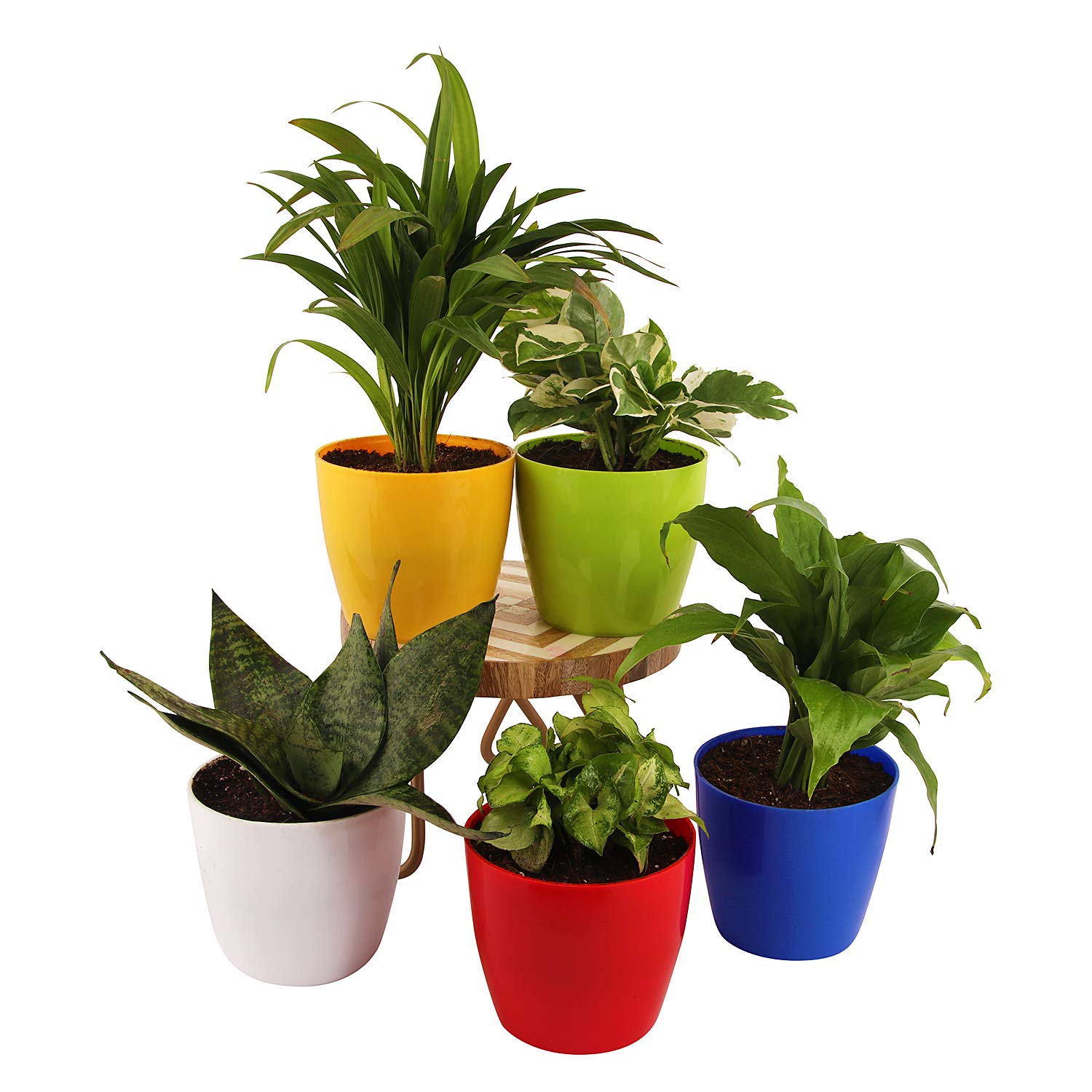 Leafy Tales Plastic Pots, Pots for Plants, Gardening (Multicolour, Size: Small, Set of 5)