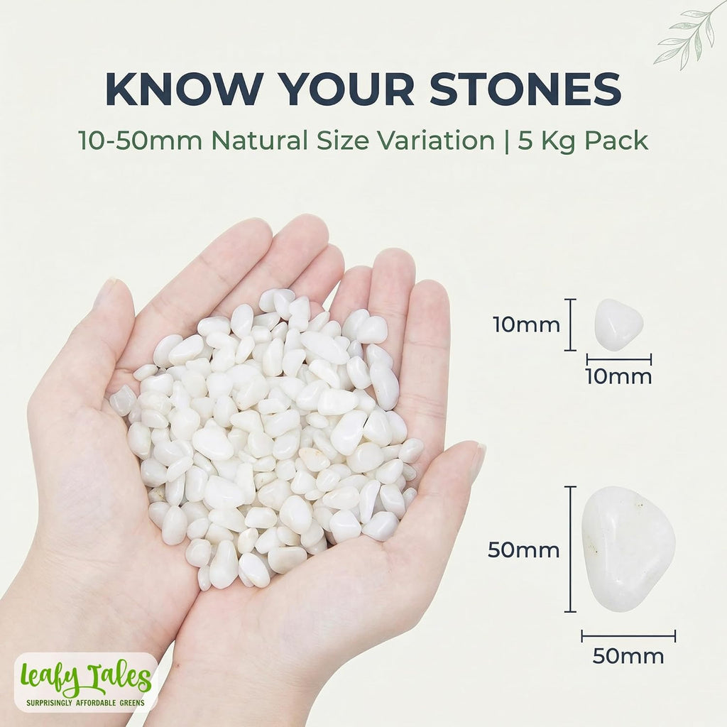 Leafy Tales White Polished Marble Stone Pebbles for Home & Garden Decoration| White Polish 5 Kg