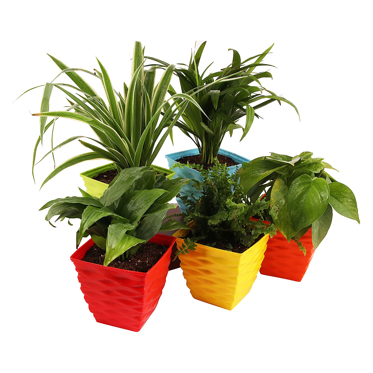 Leafy Tales Plastic Diamond Pots, Multicolor, 10x10x6 cm, 10 pcs (Square-10)