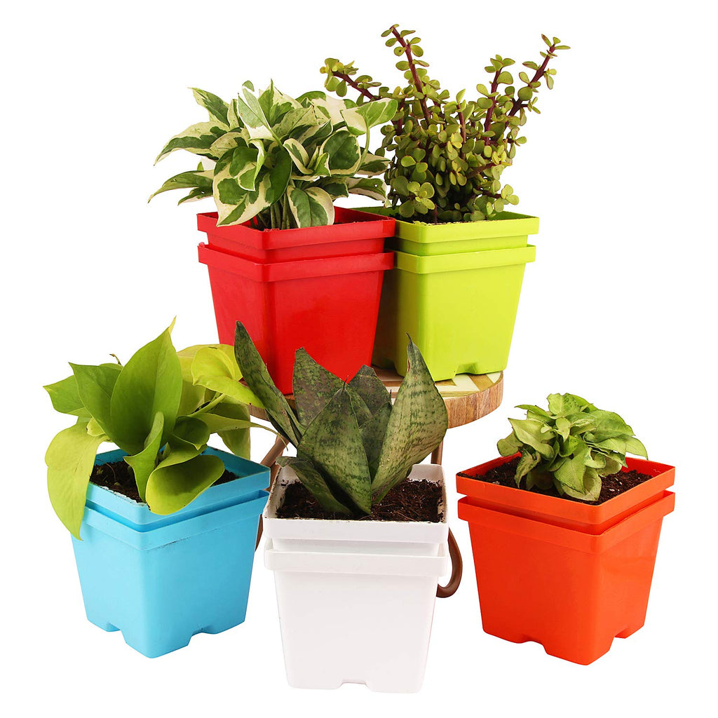 Leafy Tales Plastic Square Pots, Multicolor 9.5 x 10.5 x 8 cm 5 Piece, Small