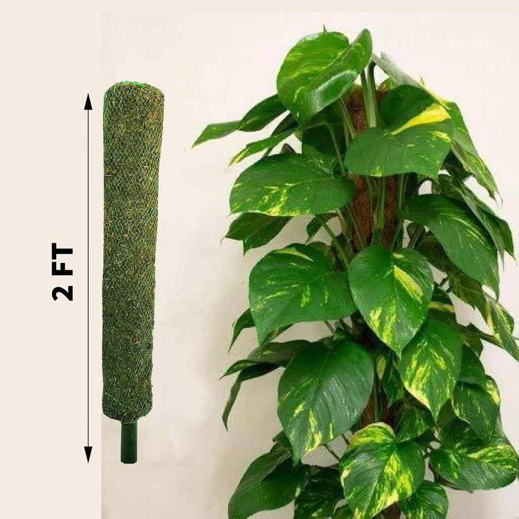Leafy Tales Plant Support Moss Stick- Green Grass Pole for Plants Support, Support Stick for Money Plant, Climbing Indoor Plants(2 ft, Set of 4)