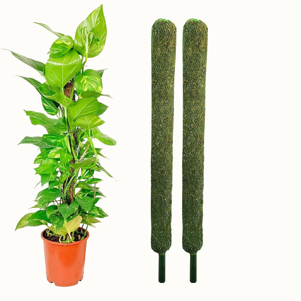 Leafy Tales Plant Support Moss Stick- Green Grass Pole for Plants Support, Support Stick for Money Plant, Climbing Indoor Plants(3 ft, Set of 2)