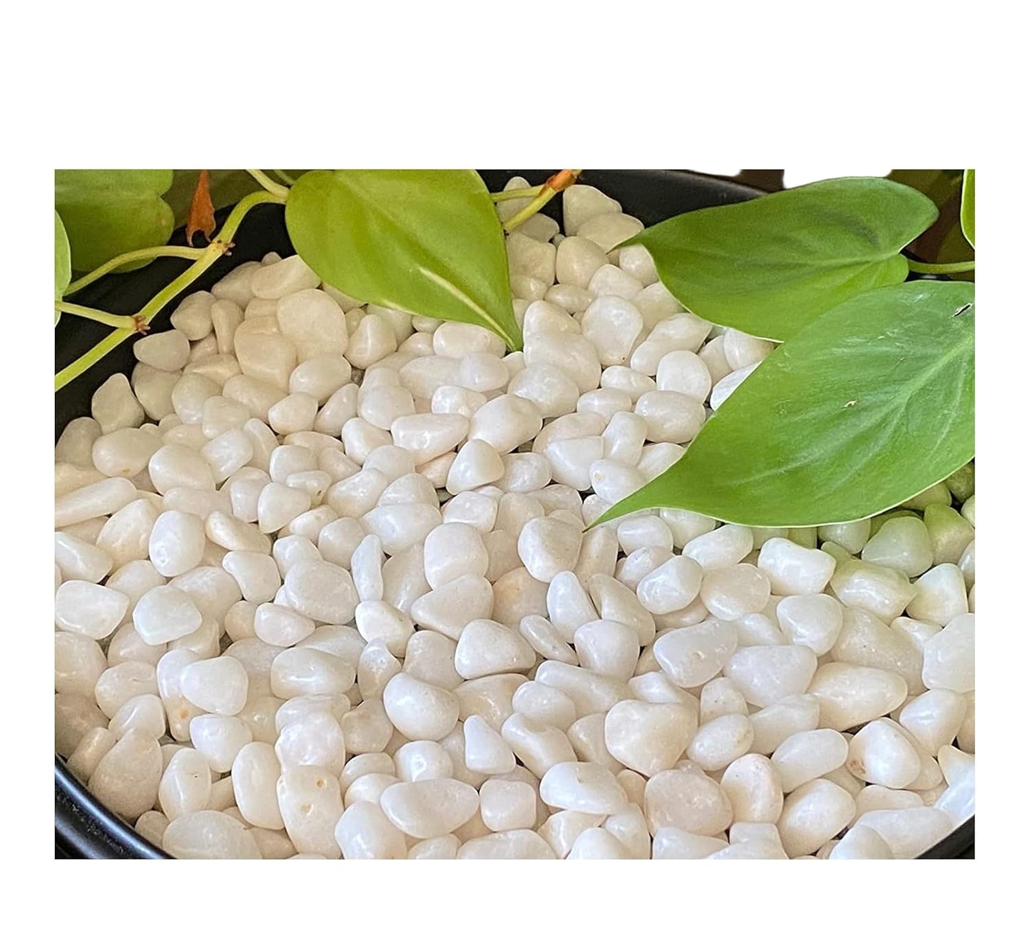 Leafy Tales White Polished Marble Stone Pebbles for Home & Garden Decoration| White Polish 1 Kg