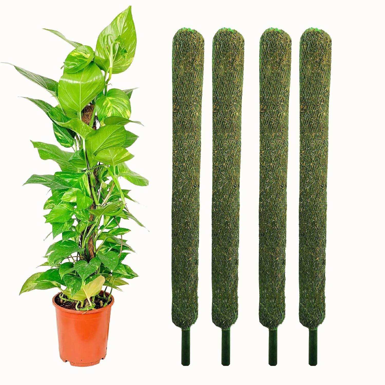 Leafy Tales Plant Support Moss Stick- Green Grass Pole for Plants Support, Support Stick for Money Plant, Climbing Indoor Plants(3 ft, Set of 4)