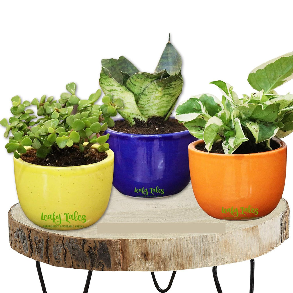 Leafy Tales Urn Ceramic Pot, Multicolour, 3 Inch, 3 Pots, Urn Set 3 (Urn Set 3)