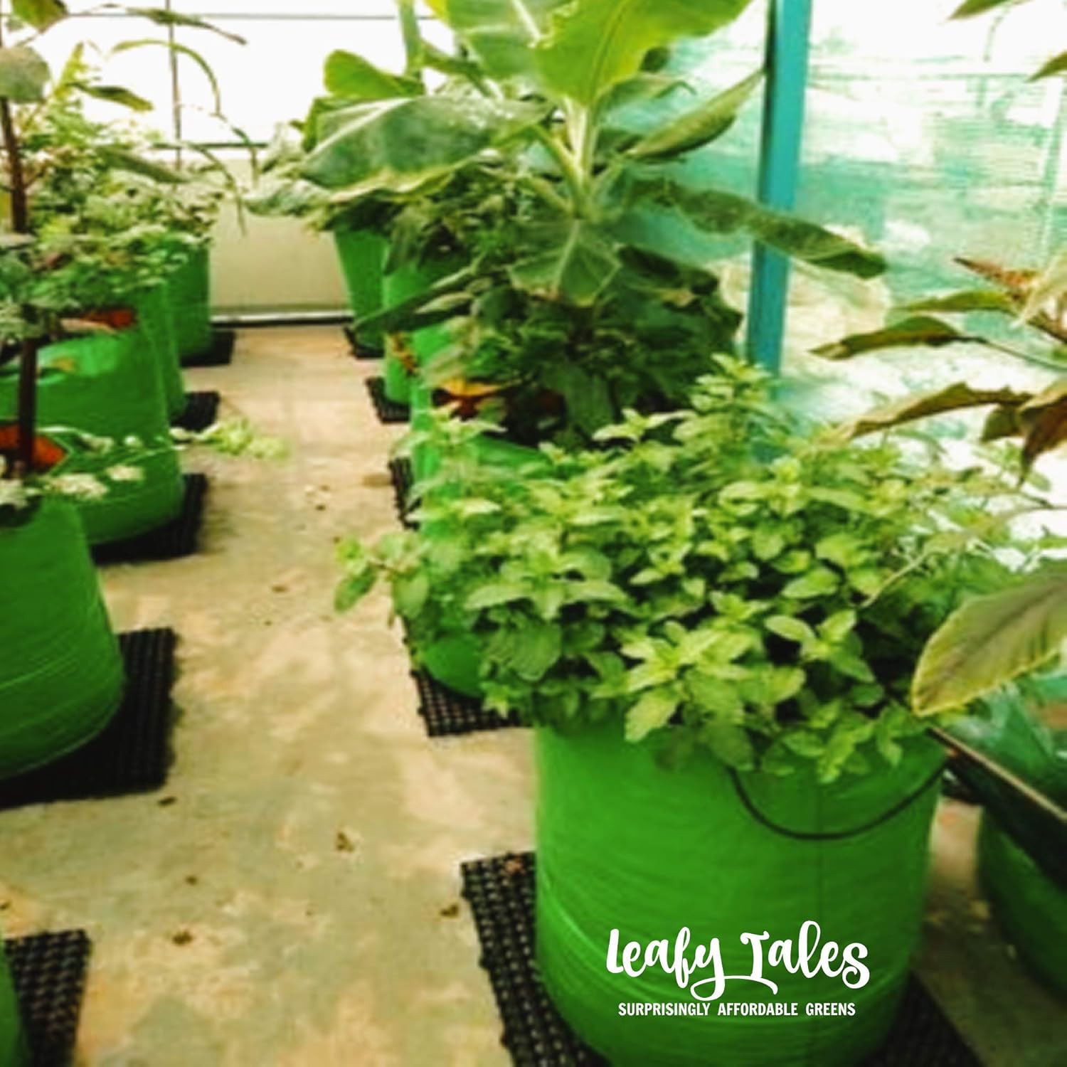 Leafy Tales HDPE Grow Bags, 12 x 12 inches, 5 Pieces, (Model: 12x12 Grow Bag - 5 pc)
