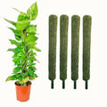 Leafy Tales Plant Support Moss Stick- Green Grass Pole for Plants Support, Support Stick for Money Plant, Climbing Indoor Plants(2 ft, Set of 4)