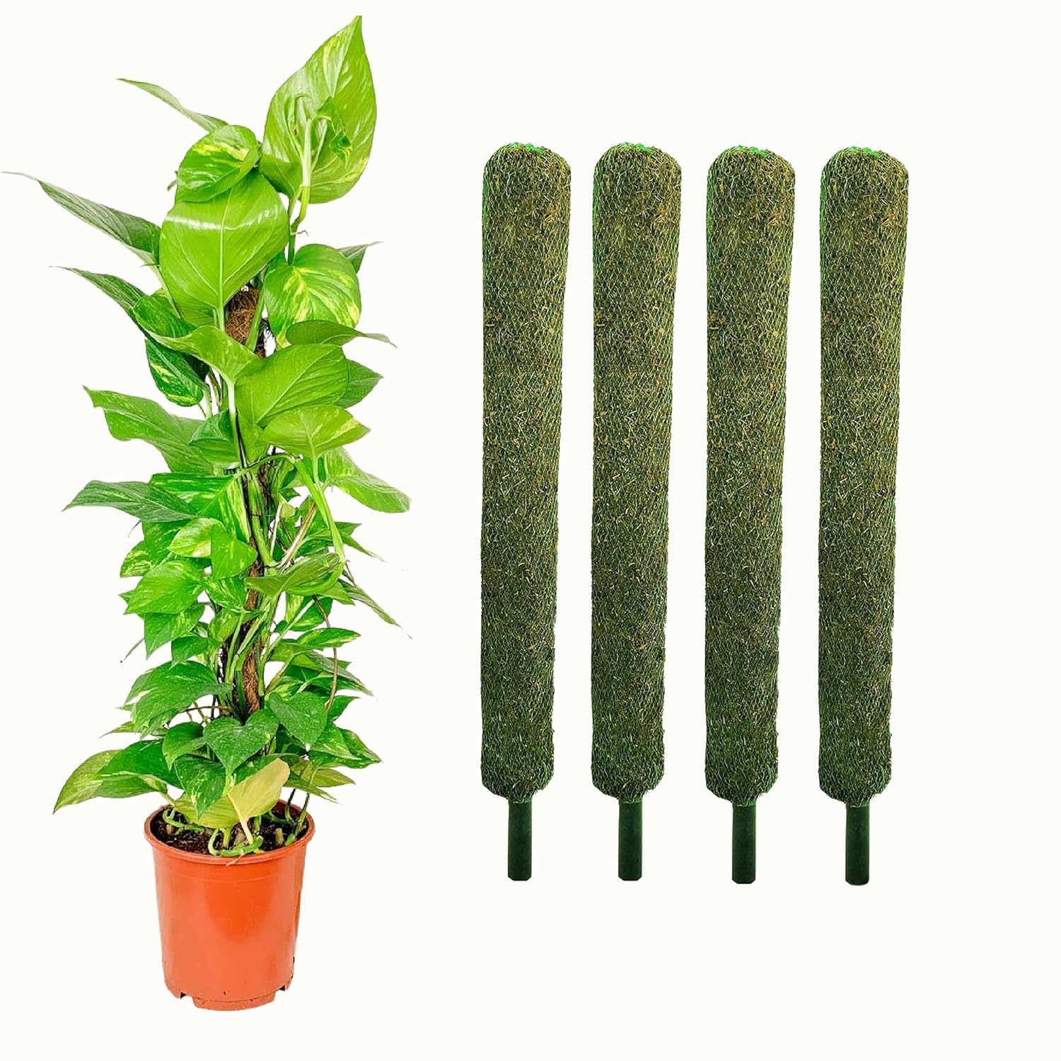 Leafy Tales Plant Support Moss Stick- Green Grass Pole for Plants Support, Support Stick for Money Plant, Climbing Indoor Plants(2 ft, Set of 4)