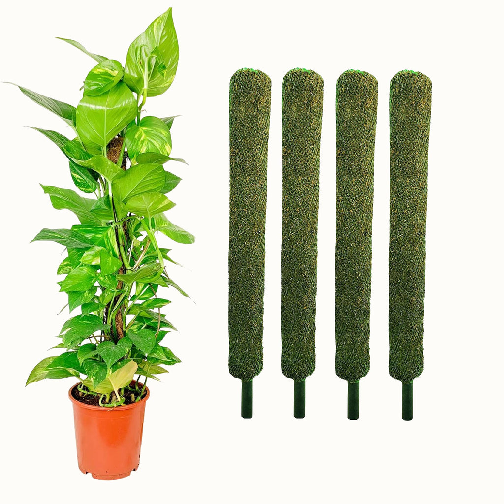 Leafy Tales Plant Support Moss Stick- Green Grass Pole for Plants Support, Support Stick for Money Plant, Climbing Indoor Plants(3 ft, Set of 6)