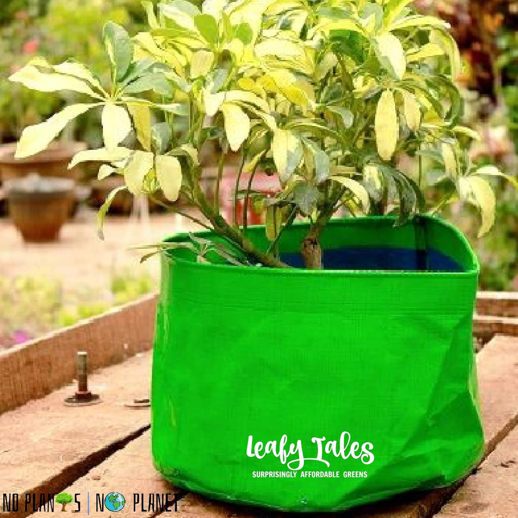 Leafy Tales HDPE Grow Bags, 12 x 12 inches, 5 Pieces, (Model: 12x12 Grow Bag - 5 pc)