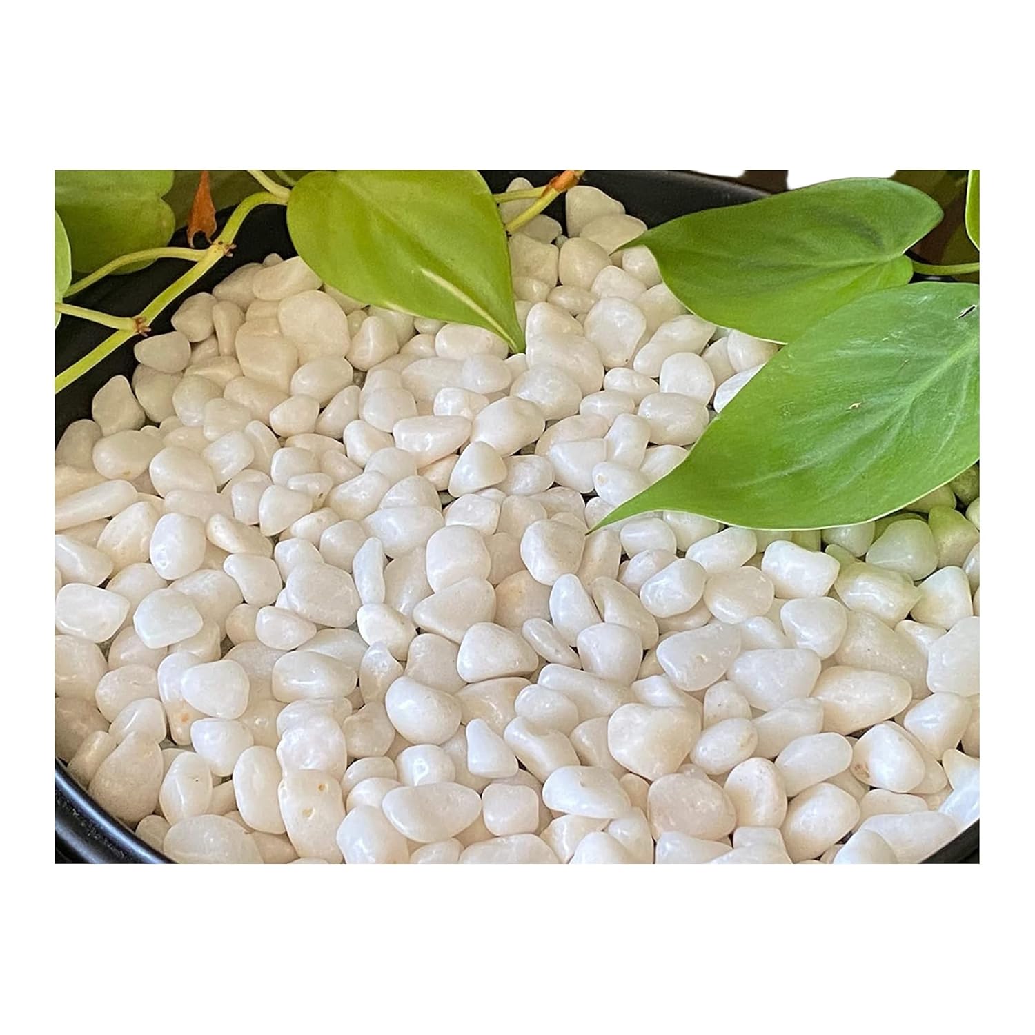 Leafy Tales White Polished Marble Stone Pebbles for Home & Garden Decoration| White Polish 5 Kg