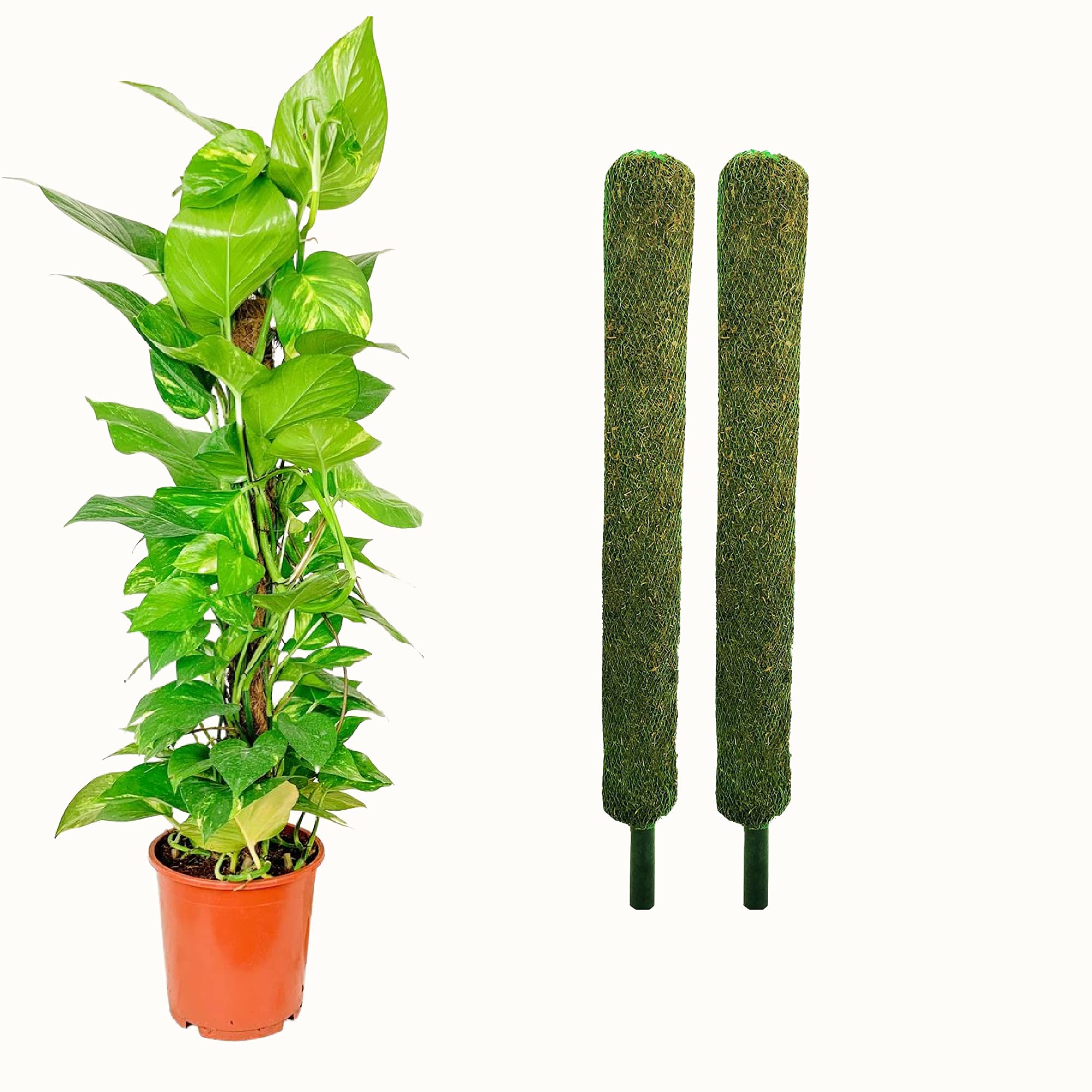 Leafy Tales Plant Support Moss Stick- Green Grass Pole for Plants Support, Support Stick for Money Plant, Climbing Indoor Plants(3 ft, Set of 6)