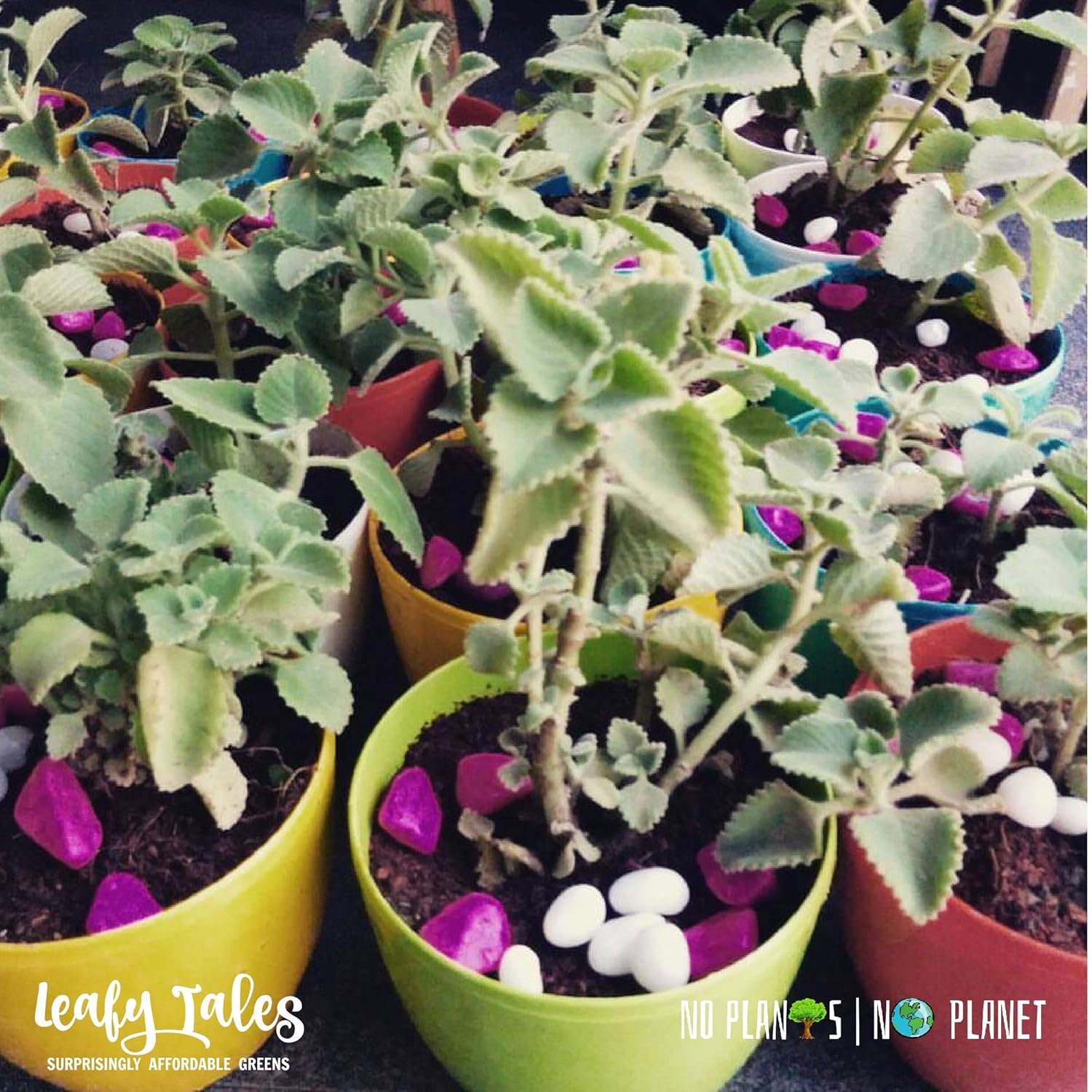 Leafy Tales Plastic Small Hook Hanging Pot, Multicolor 20.5 x 14.5 x 8.5 cm, 5 Pieces (Small Hook - 5) Plastic Pots, Pots for Plants, Gardening (Multicolour, Size: Small, Set of 5)