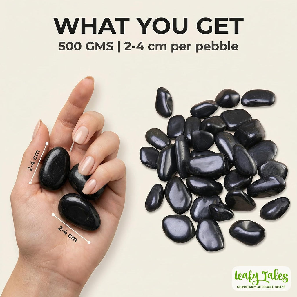 Leafy Tales Black Polished Marble Stone Pebbles for Home & Garden Decoration|Plants & Pots|Art & Craft|Aquarium Vase Filler | White Polish 500 GMS