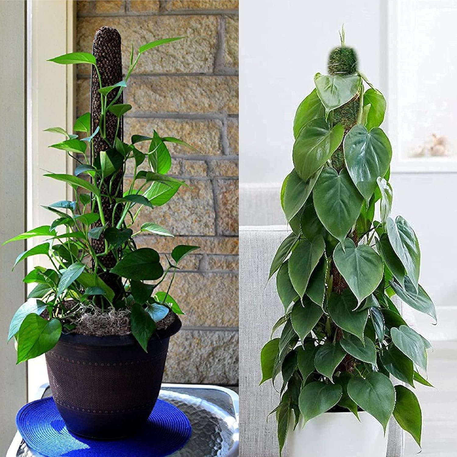 Leafy Tales Plant Support Moss Stick- Green Grass Pole for Plants Support, Support Stick for Money Plant, Climbing Indoor Plants(3 ft, Set of 4)