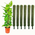 Leafy Tales Plant Support Moss Stick- Green Grass Pole for Plants Support, Support Stick for Money Plant, Climbing Indoor Plants(2 ft, Set of 6)
