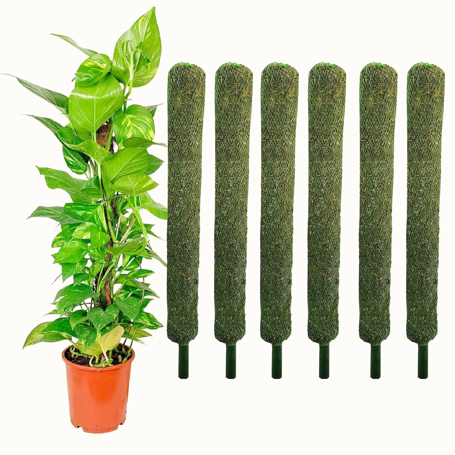 Leafy Tales Plant Support Moss Stick- Green Grass Pole for Plants Support, Support Stick for Money Plant, Climbing Indoor Plants(2 ft, Set of 6)