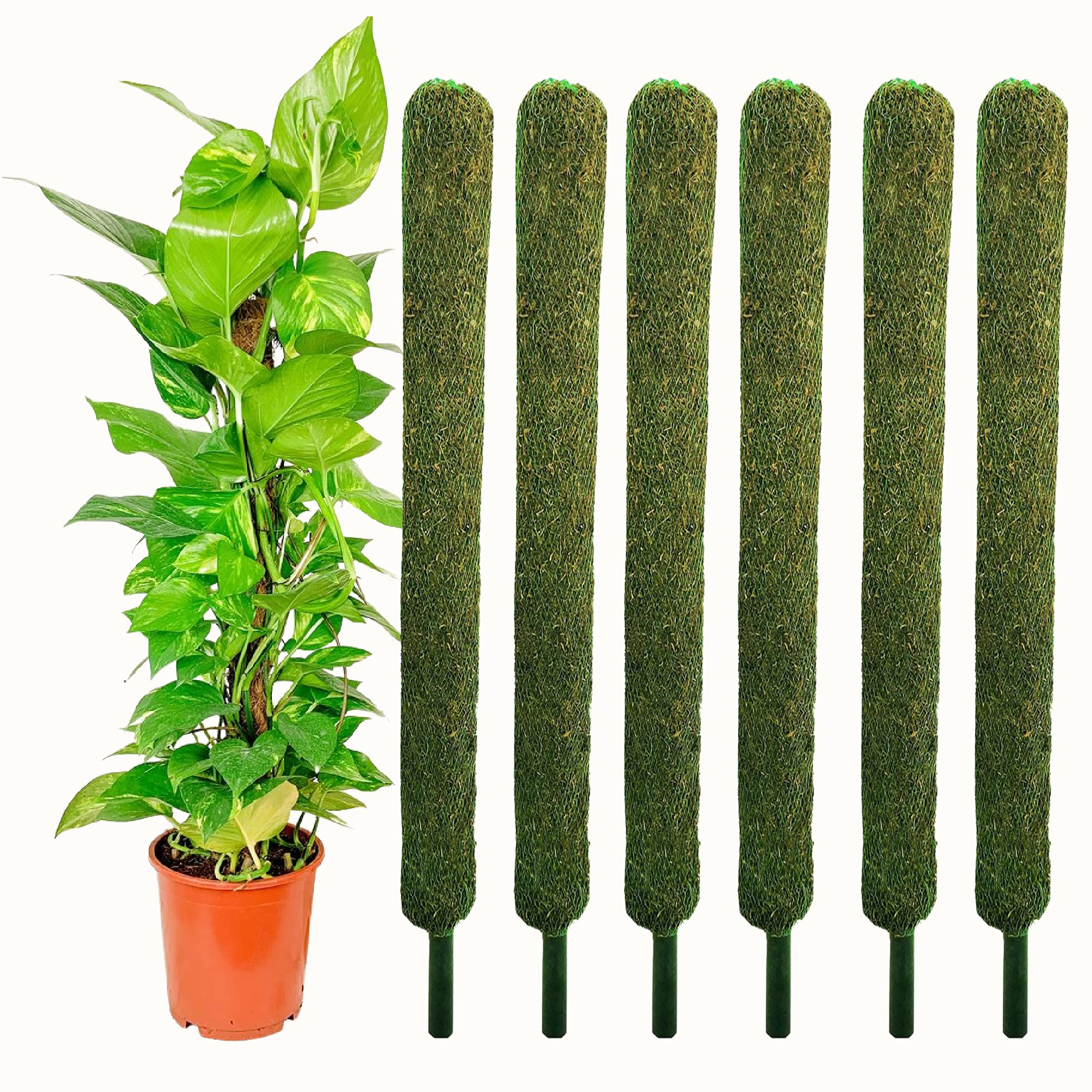 Leafy Tales Plant Support Moss Stick- Green Grass Pole for Plants Support, Support Stick for Money Plant, Climbing Indoor Plants(2 ft, Set of 2)